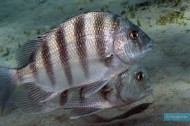 Image result for Archosargus probatocephalus