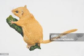 Attēlu rezultāti vaicājumam “Muscardinus avellanarius”