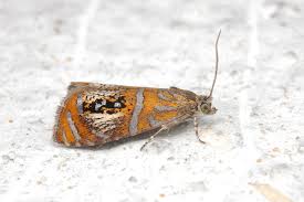 Attēlu rezultāti vaicājumam “Olethreutes arcuella”