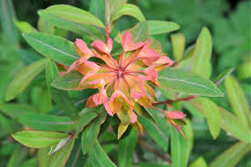 Attēlu rezultāti vaicājumam “Euphorbia palustris flower”