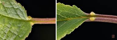 Attēlu rezultāti vaicājumam “Padus avium leaf”