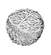 Attēlu rezultāti vaicājumam “Isoetaceae”