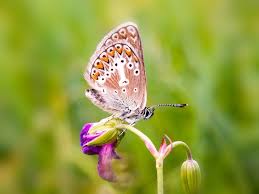 Attēlu rezultāti vaicājumam “Eumedonia eumedon”