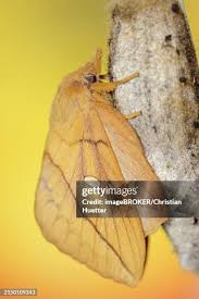 Attēlu rezultāti vaicājumam “Euthrix potatoria cocoon”