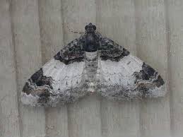 Attēlu rezultāti vaicājumam “Catarhoe cuculata”