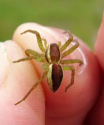 Attēlu rezultāti vaicājumam “Dolomedes fimbriatus”