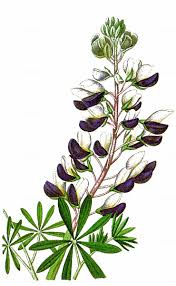 Image result for Lupinus polyphyllus Lindl.