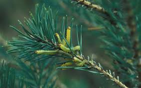 Attēlu rezultāti vaicājumam “Diprion pini female”