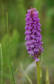 Attēlu rezultāti vaicājumam “Dactylorhiza majalis subsp. baltica flower”