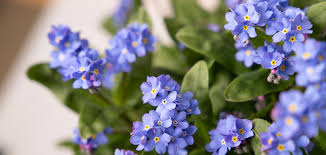 Attēlu rezultāti vaicājumam “Myosotis sylvatica leaf”