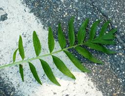 Attēlu rezultāti vaicājumam “Valeriana officinalis leaf”