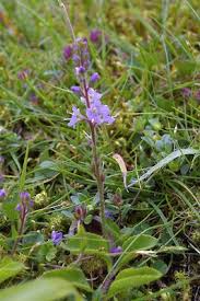 Image result for Veronica officinalis