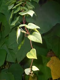 Attēlu rezultāti vaicājumam “Menispermum dauricum leaf”