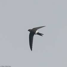 Image result for Apus pacificus