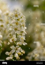 Attēlu rezultāti vaicājumam “Prunus padus var. roseiflora flower”