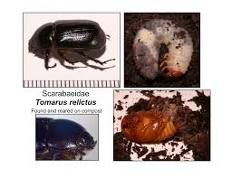 Attēlu rezultāti vaicājumam “Leiodidae larva”