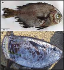 Image result for Schedophilus ovalis