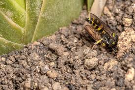 Attēlu rezultāti vaicājumam “Bembix rostrata”