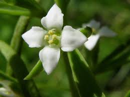 Attēlu rezultāti vaicājumam “Thesium alpinum”