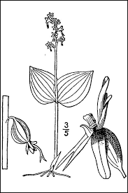 Attēlu rezultāti vaicājumam “Listera cordata fruit”