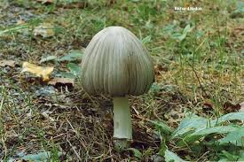 Attēlu rezultāti vaicājumam “Coprinus atramentarius”