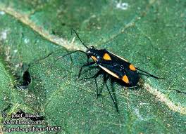 Attēlu rezultāti vaicājumam “Capsodes gothicus”