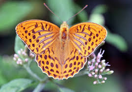 Attēlu rezultāti vaicājumam “Argynnis paphia”