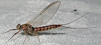 Attēlu rezultāti vaicājumam “Siphlonurus”