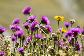 Image result for Alpendistel