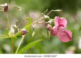 Attēlu rezultāti vaicājumam “Impatiens glandulifera flower”