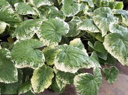 Image result for Lunaria annua