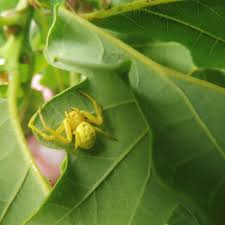 Attēlu rezultāti vaicājumam “Misumena vatia”