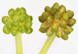 Attēlu rezultāti vaicājumam “Ranunculus flammula fruit”