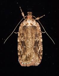 Attēlu rezultāti vaicājumam “Agonopterix ciliella imago”