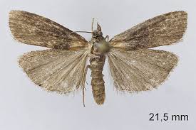 Attēlu rezultāti vaicājumam “Sciota fumella”