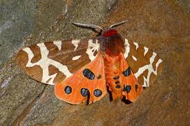 Attēlu rezultāti vaicājumam “Arctia caja”