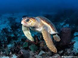 Image result for Caretta caretta