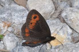 Attēlu rezultāti vaicājumam “Erebia aethiops underside”