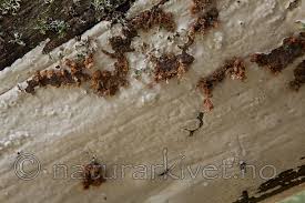 Attēlu rezultāti vaicājumam “Antrodia serialis”