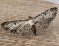 Attēlu rezultāti vaicājumam “Eupithecia succenturiata”