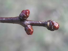 Attēlu rezultāti vaicājumam “Crataegus laevigata bud”