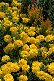 Attēlu rezultāti vaicājumam “Tagetes”