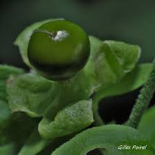 Attēlu rezultāti vaicājumam “Silene baccifera fruit”