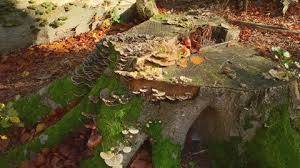 Attēlu rezultāti vaicājumam “Postia undosa”