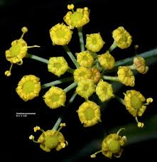 Attēlu rezultāti vaicājumam “Anethum graveolens”