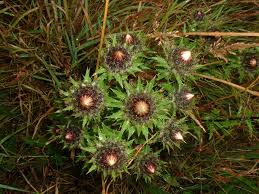 Attēlu rezultāti vaicājumam “Carlina vulgaris flower”