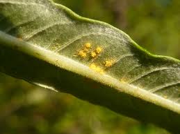 Attēlu rezultāti vaicājumam “Melampsora epitea”