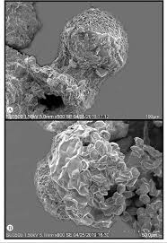 Attēlu rezultāti vaicājumam “Liceaceae”