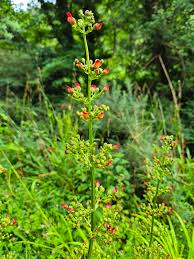 Attēlu rezultāti vaicājumam “Scrophularia nodosa leaf”
