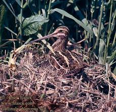 Attēlu rezultāti vaicājumam “Gallinago gallinago nest”